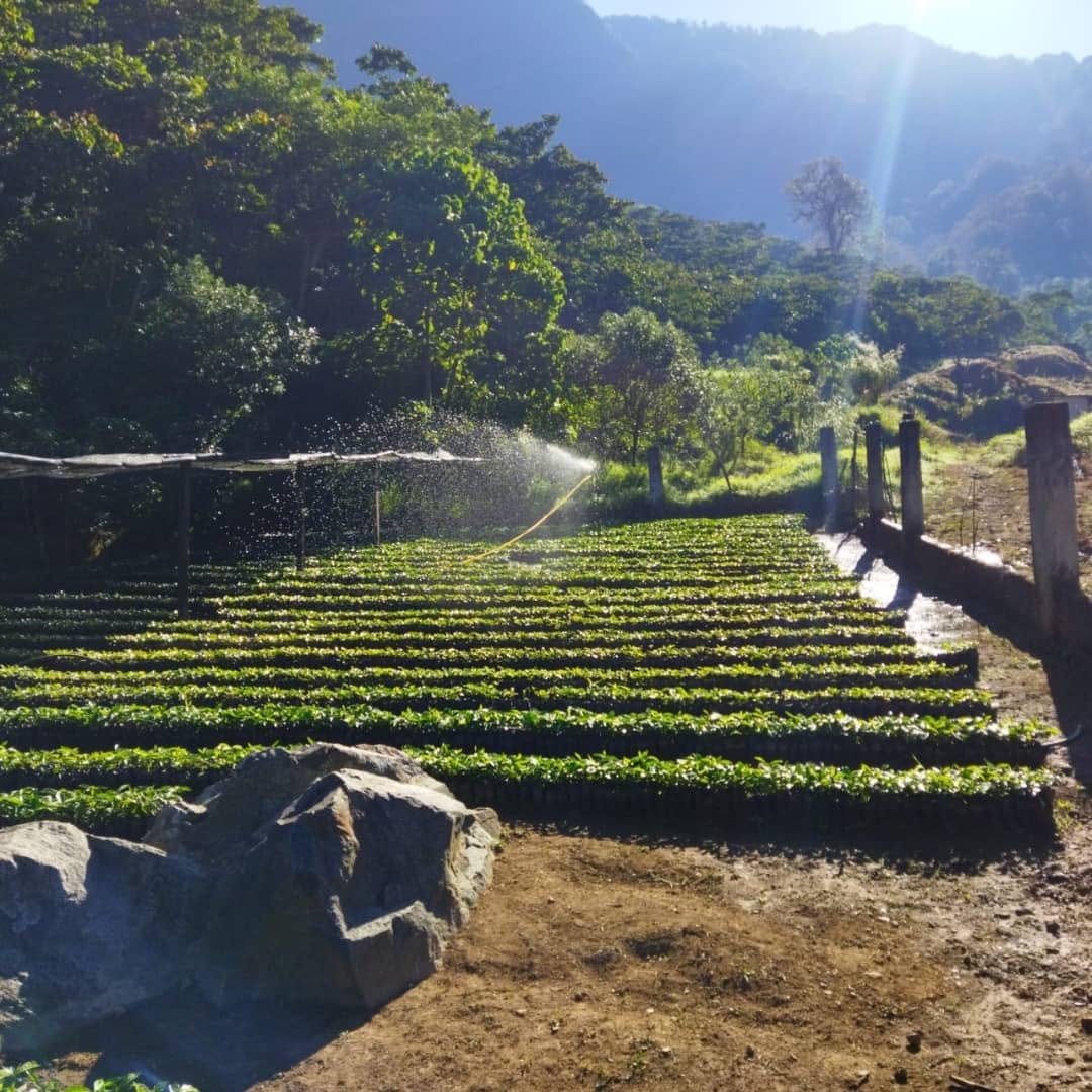 La Magia de la Cosecha Roja: El Arte de Cosechar Café a Mano en Chiapas