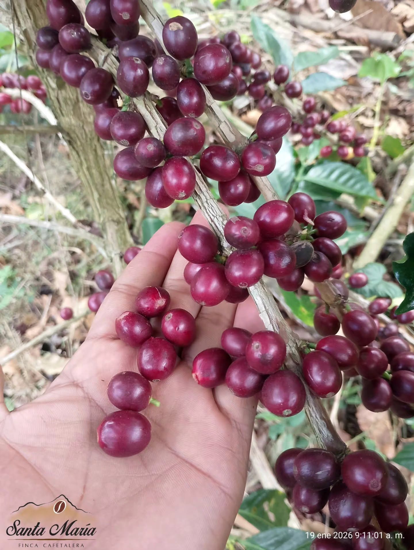 Cosecha de café
