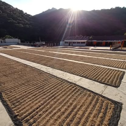 Fermentación y Procesos: Cómo el Beneficio Húmedo Transforma el Café Chiapaneco