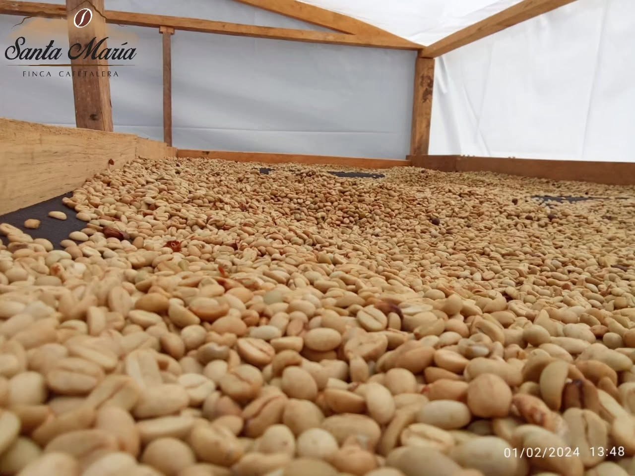 Secado de café