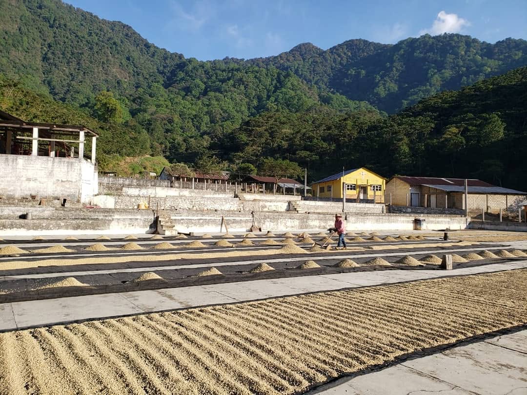 Café de Sombra y Biodiversidad: Nuestra Apuesta por una Caficultura Sustentable