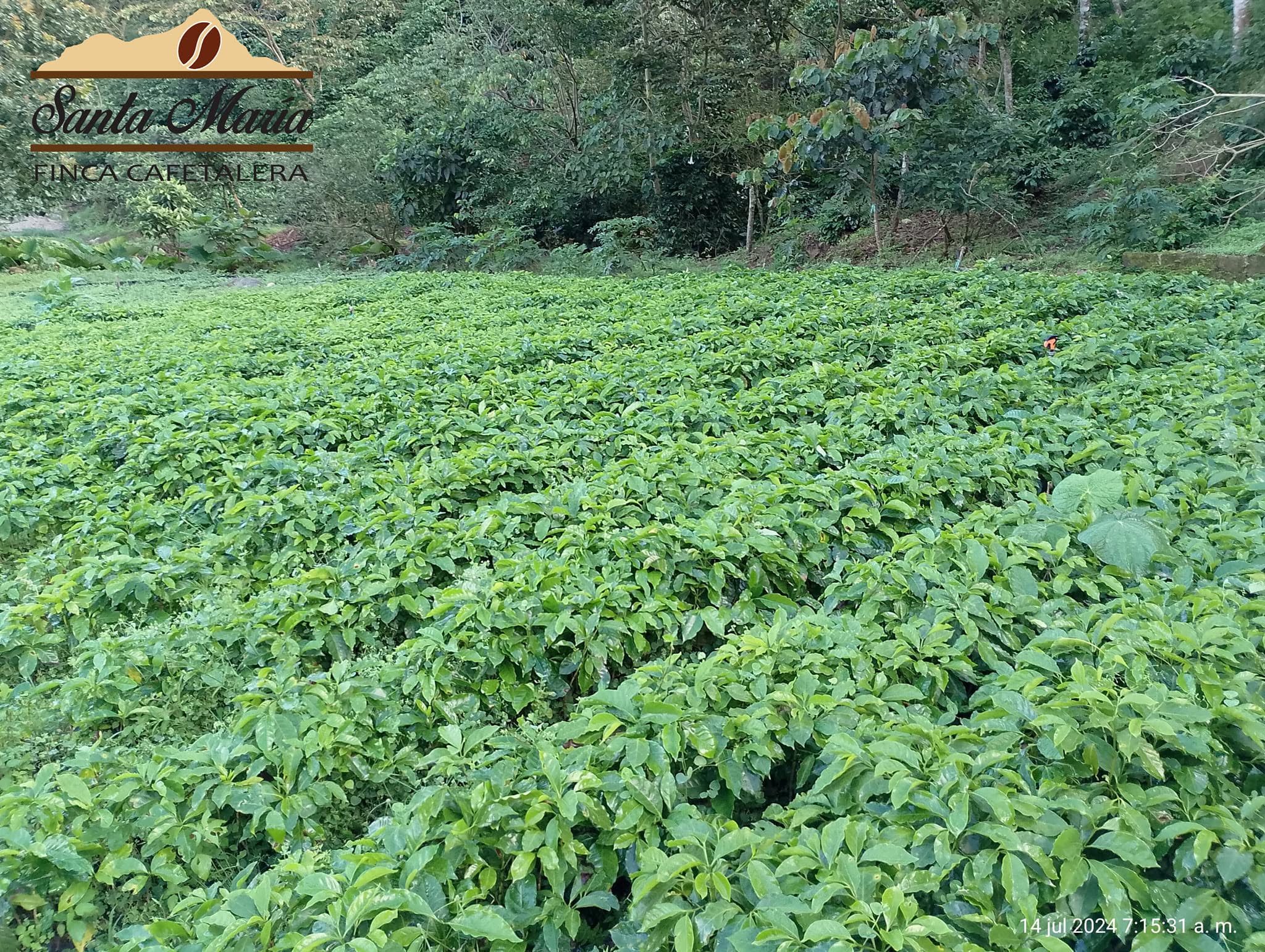 Vivero de café
