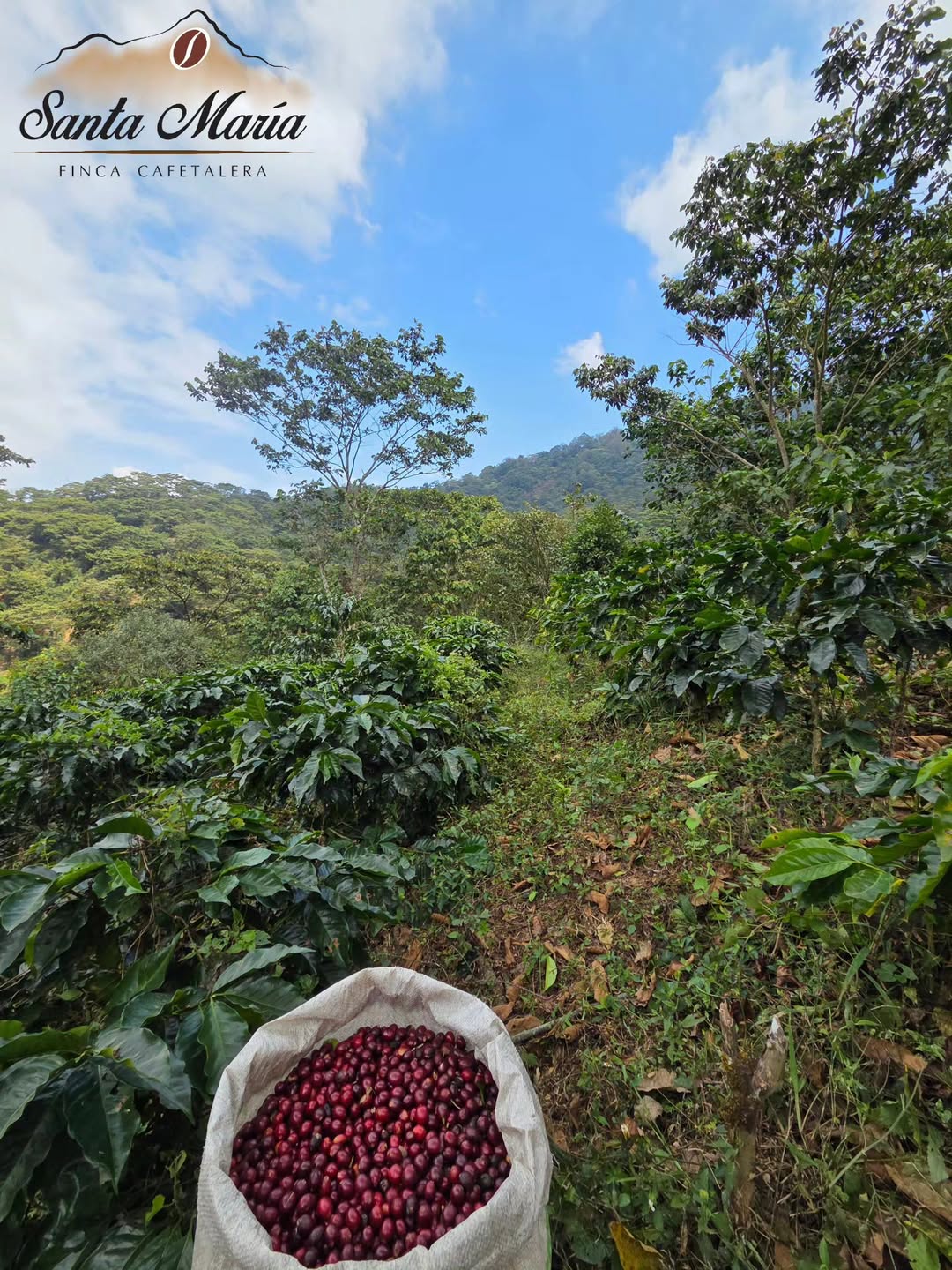 Producción de café en Chiapas
